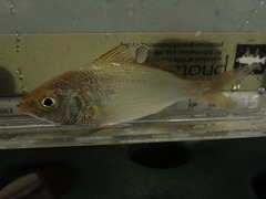 Eucinostomus harengulus