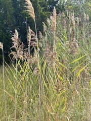 Phragmites