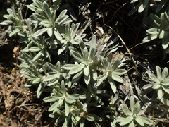 Celmisia angustifolia