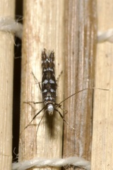 Parectopa ononidis