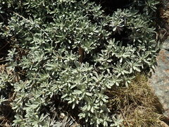 Celmisia angustifolia