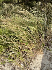 Panicum amarum