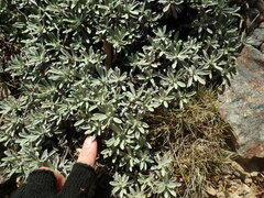 Celmisia angustifolia