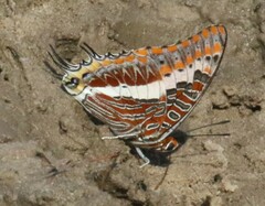 Charaxes saturnus saturnus
