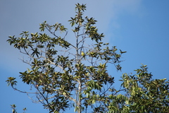 Eupsittula aurea
