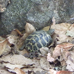 Testudo hermanni hermanni