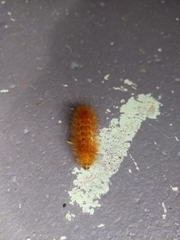 Phragmatobia fuliginosa