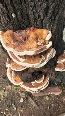 Ganoderma