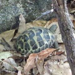 Testudo hermanni hermanni
