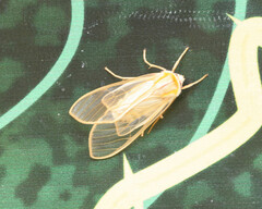Phaegopterina
