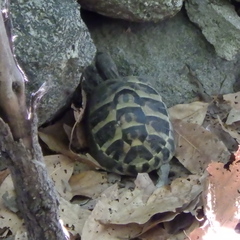 Testudo hermanni hermanni