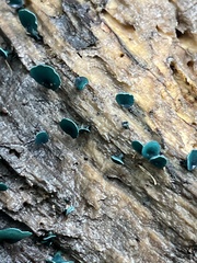 Chlorociboria aeruginascens
