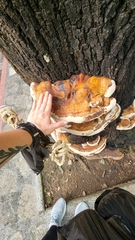 Ganoderma