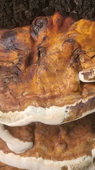 Ganoderma