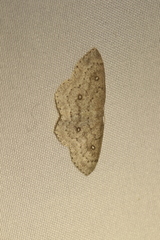 Cyclophora