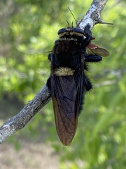 Mallophora leschenaulti