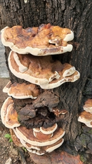 Ganoderma