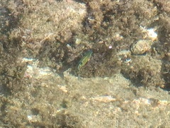 Thalassoma pavo