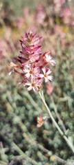 Dyerophytum africanum