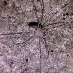 Dicranopalpus