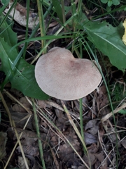 Lactarius glyciosmus