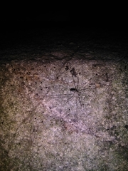 Dicranopalpus