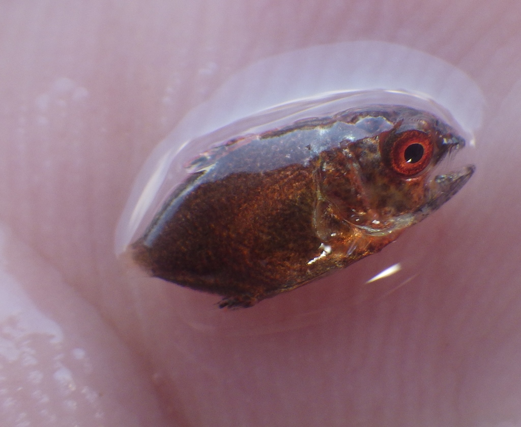 Permit (Trachinotus falcatus) — Carangidae
