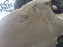 Ganoderma