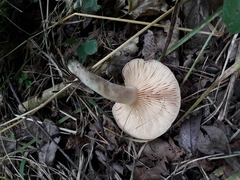 Lactarius glyciosmus