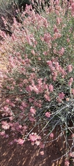 Dyerophytum africanum