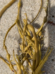 Ascophyllum nodosum