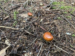 Suillus glandulosus