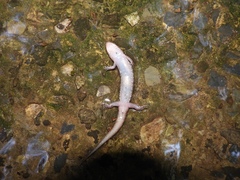 Seal Salamander photo 4