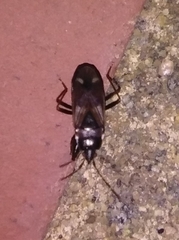 Eremocoris fenestratus