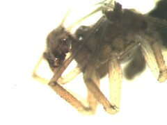 Mermessus trilobatus