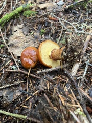 Suillus glandulosus