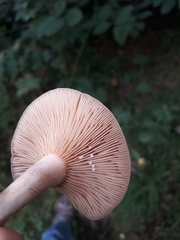 Lactarius glyciosmus