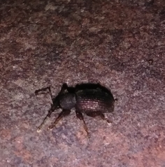 Otiorhynchus rugosostriatus