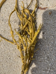 Ascophyllum nodosum