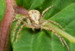 Philodromus