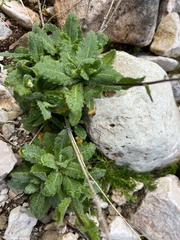 Brassicaceae