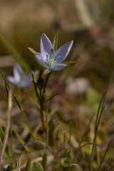 Lomatogonium rotatum