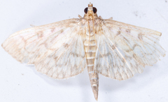 Herpetogramma theseusalis