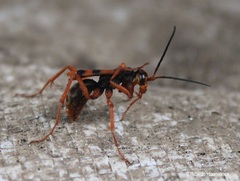 Sphictostethus gravesii