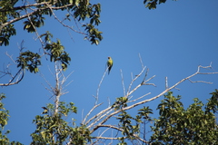 Eupsittula aurea