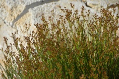 Juncus