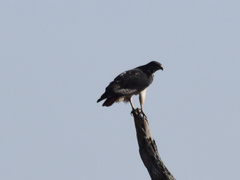 Buteo augur