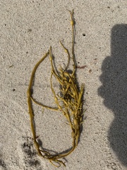 Ascophyllum nodosum