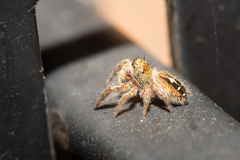 Phidippus
