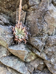 Dudleya